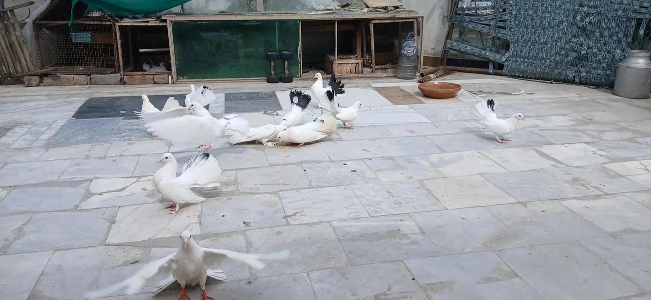 Pieagon for sale 5k per pair — photo 5