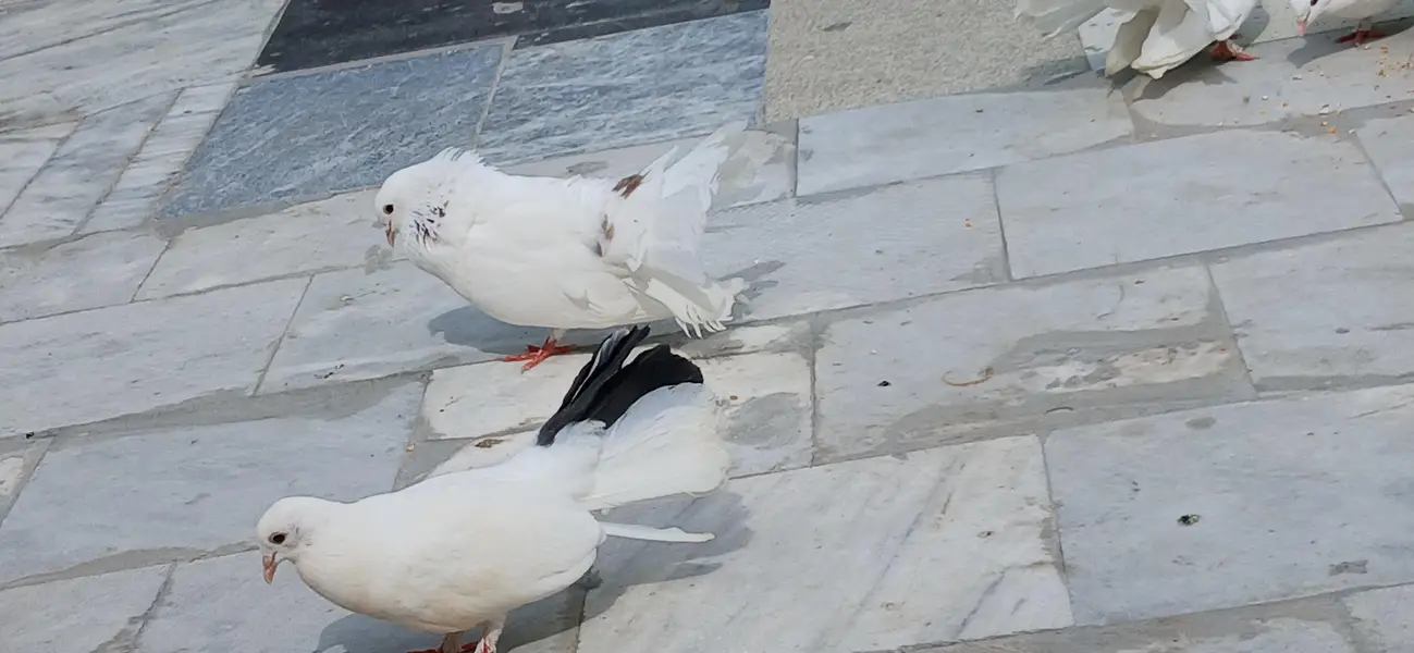 Pieagon for sale 5k per pair — photo 6
