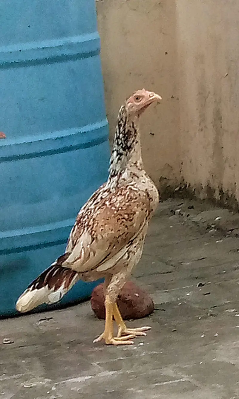 aseel murga / pair 03238410326 — photo 3