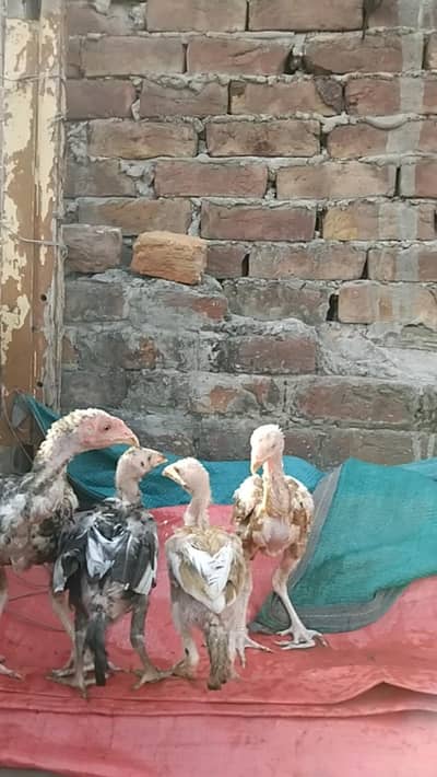 Aseel female and chicks for sale