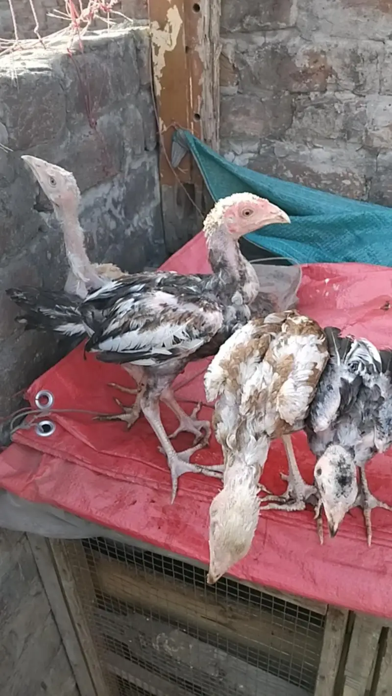 Aseel female and chicks for sale — photo 2