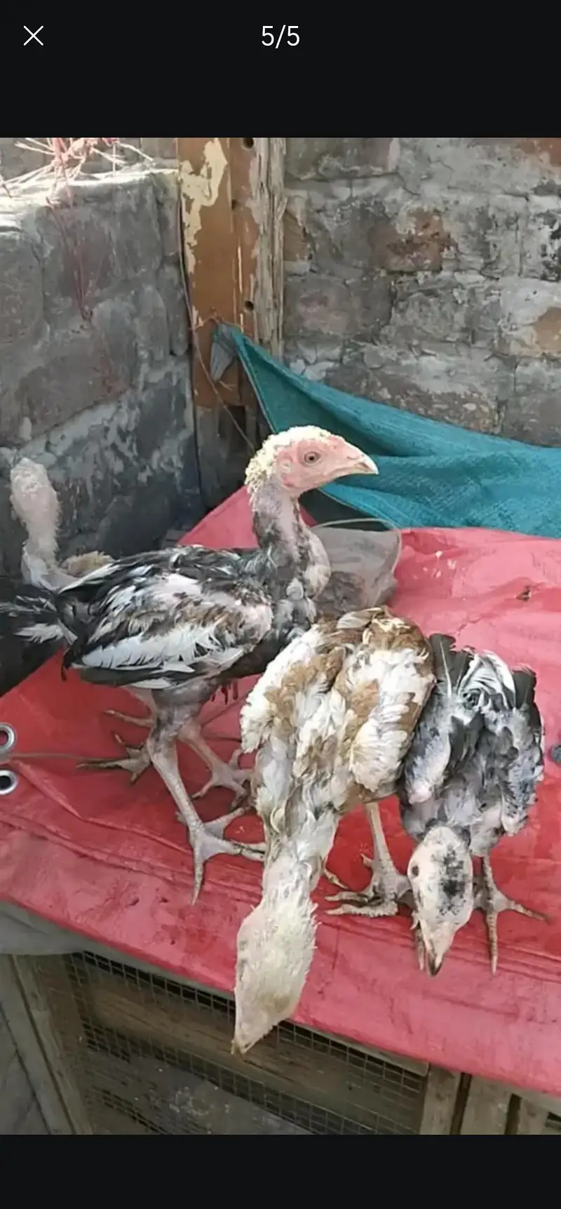 Aseel female and chicks for sale — photo 3