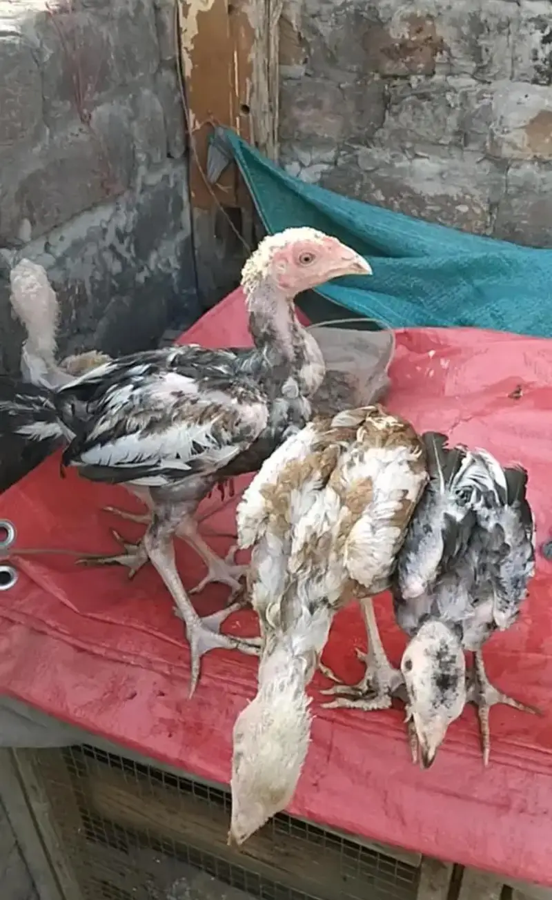 Aseel female and chicks for sale — photo 4