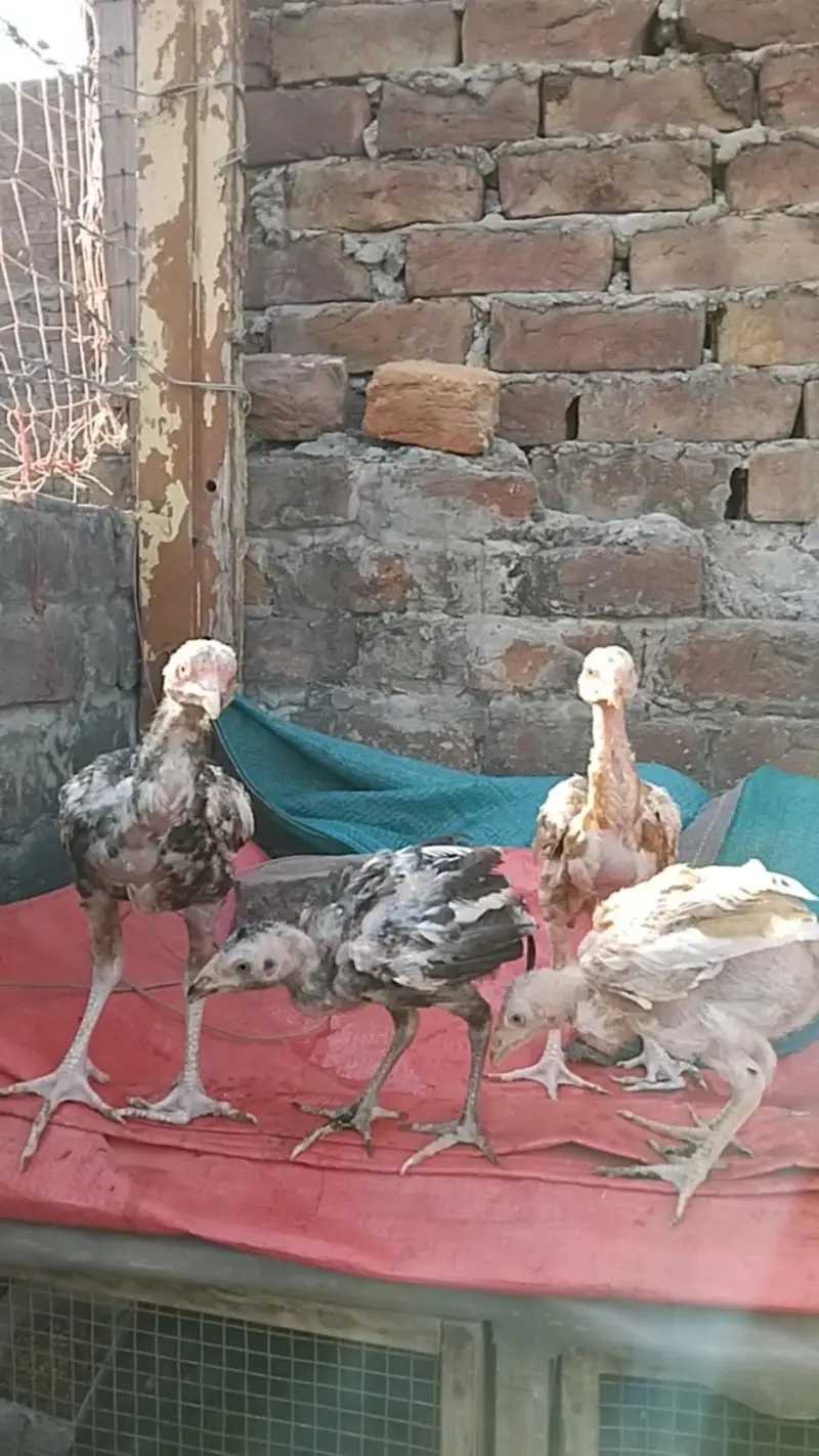 Aseel female and chicks for sale — photo 5