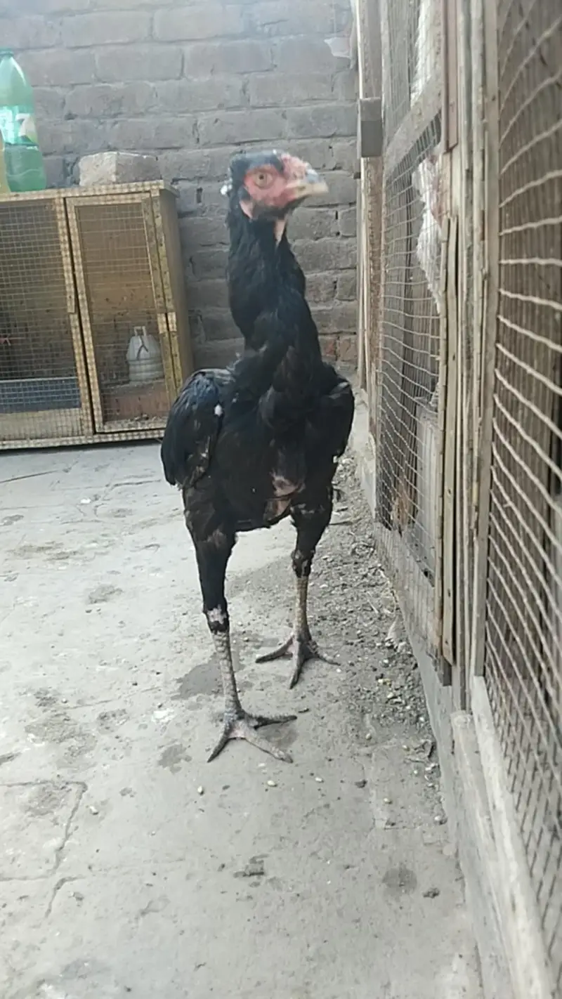 Aseel female and chicks for sale — photo 7
