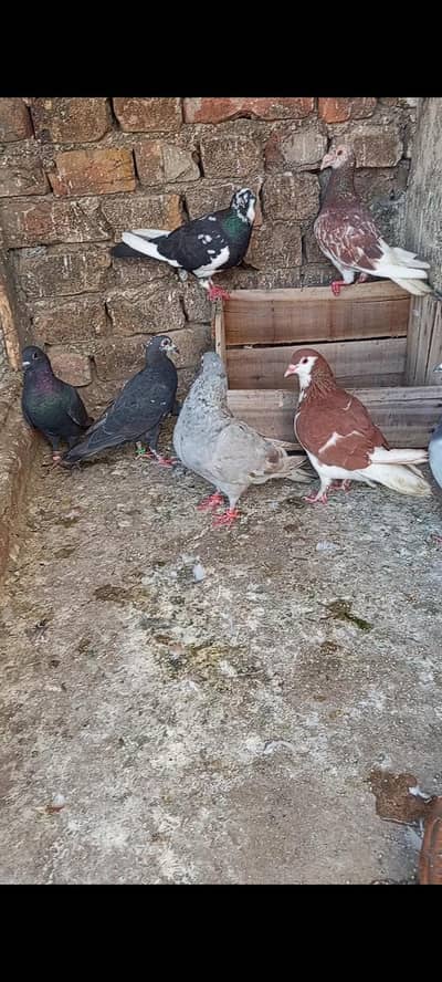 pigion for sale