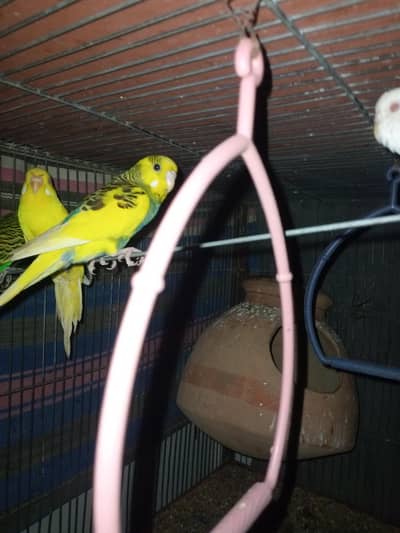 parrot  zebra Finch  And jawa Finch 