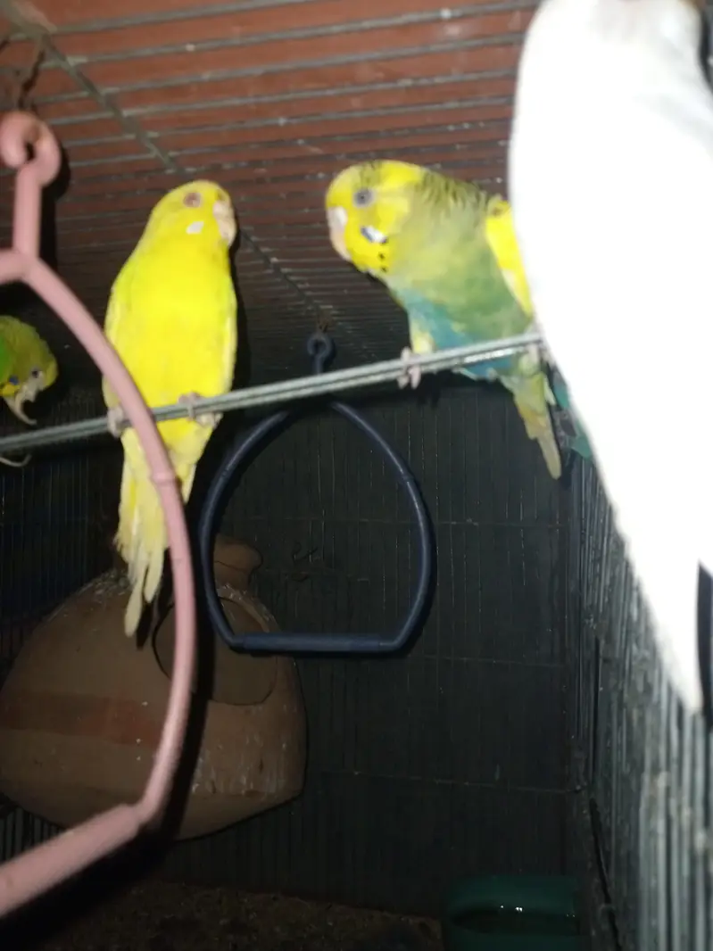 parrot  zebra Finch  And jawa Finch  — photo 2
