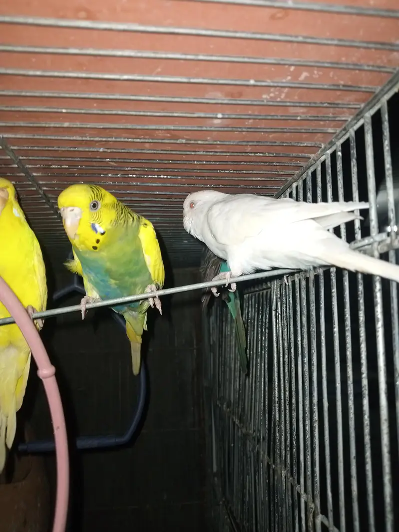 parrot  zebra Finch  And jawa Finch  — photo 3