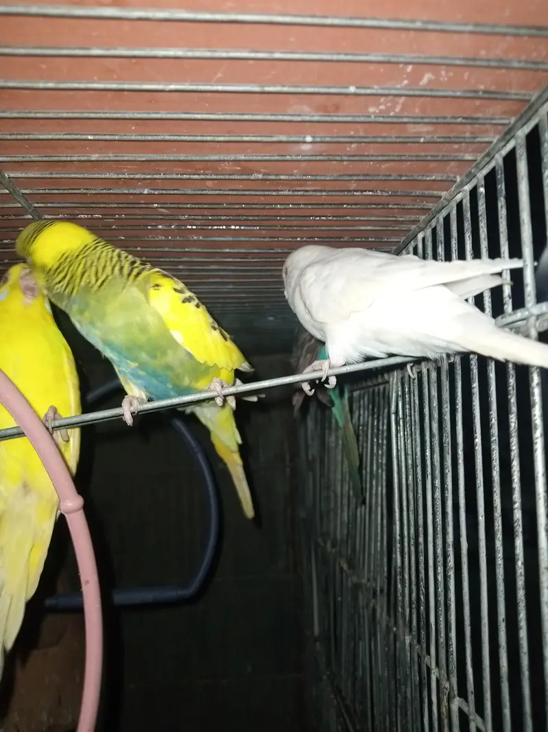 parrot  zebra Finch  And jawa Finch  — photo 4
