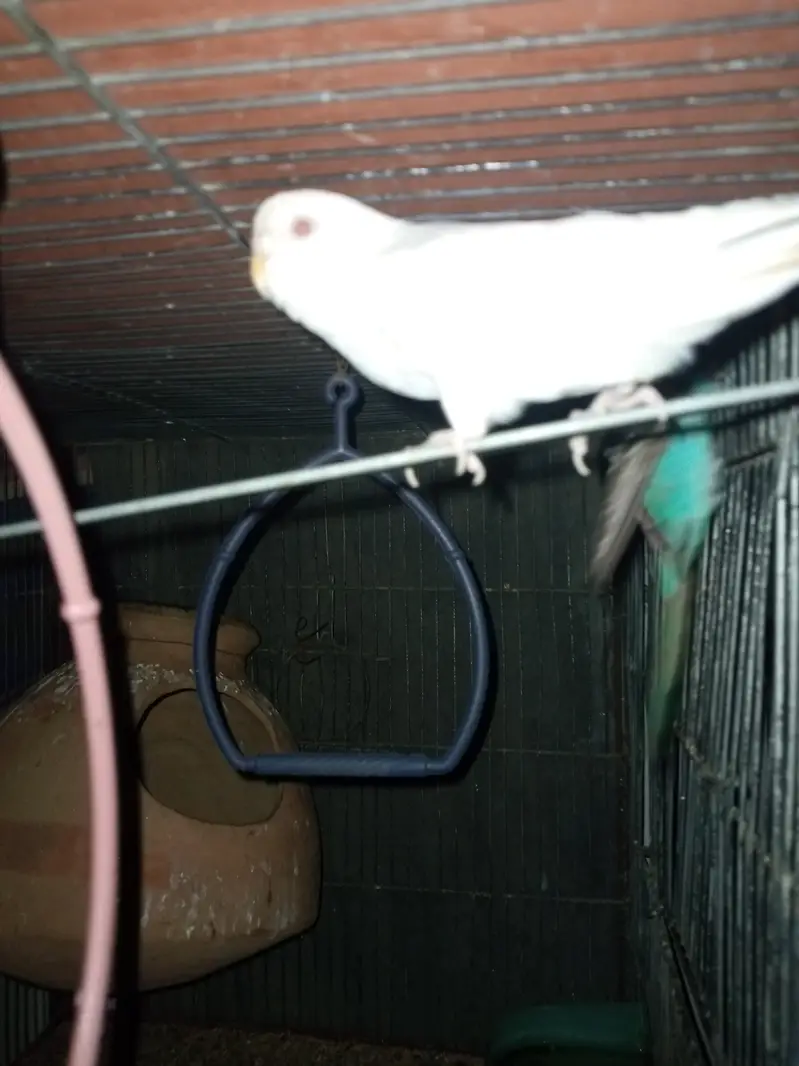 parrot  zebra Finch  And jawa Finch  — photo 5