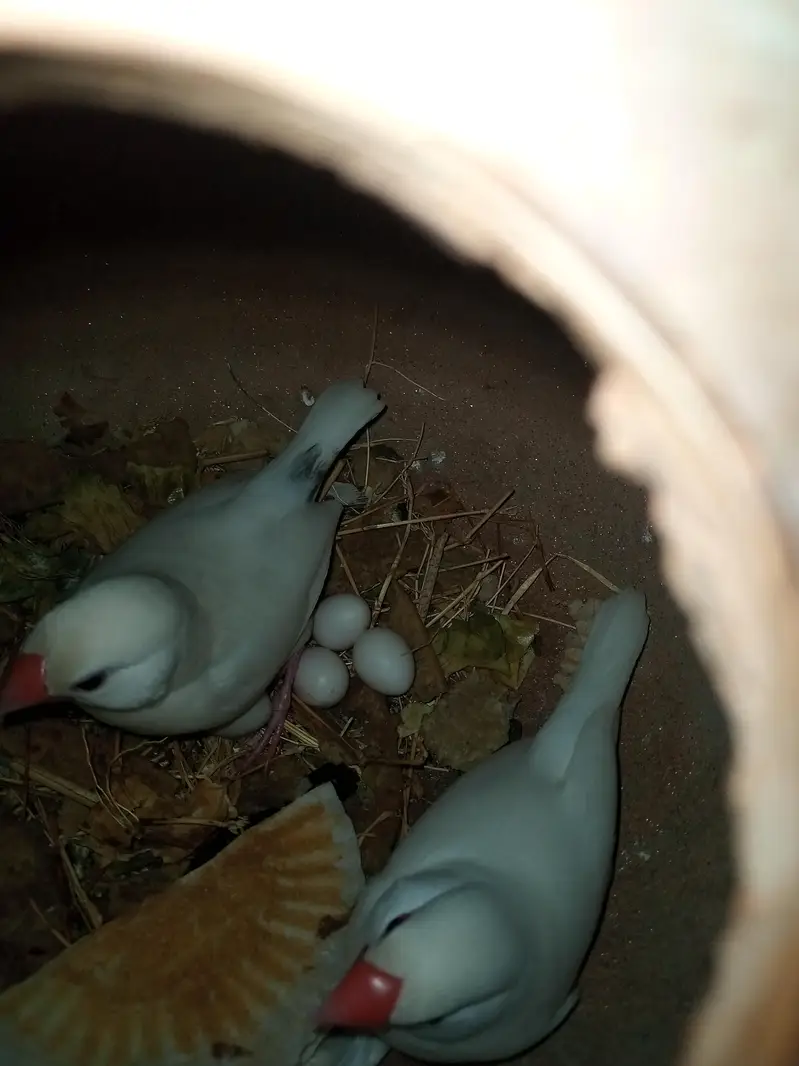 parrot  zebra Finch  And jawa Finch  — photo 6