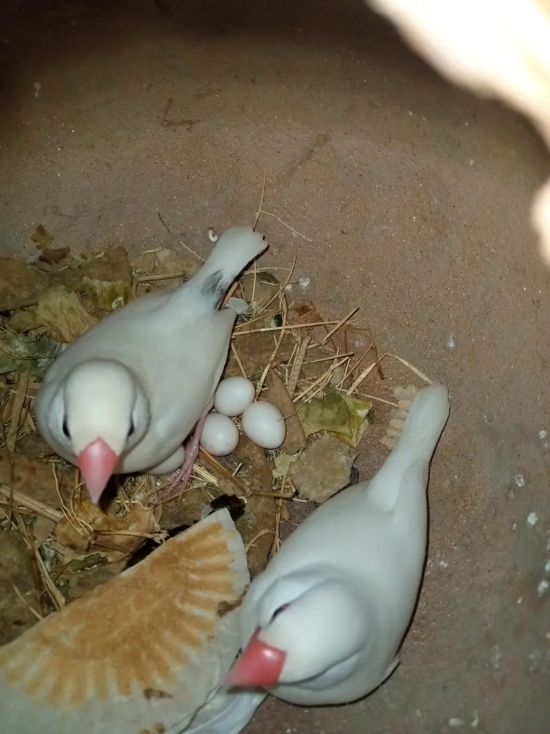 parrot  zebra Finch  And jawa Finch  — photo 7