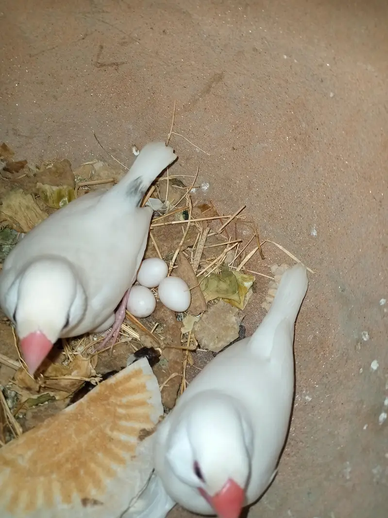 parrot  zebra Finch  And jawa Finch  — photo 8