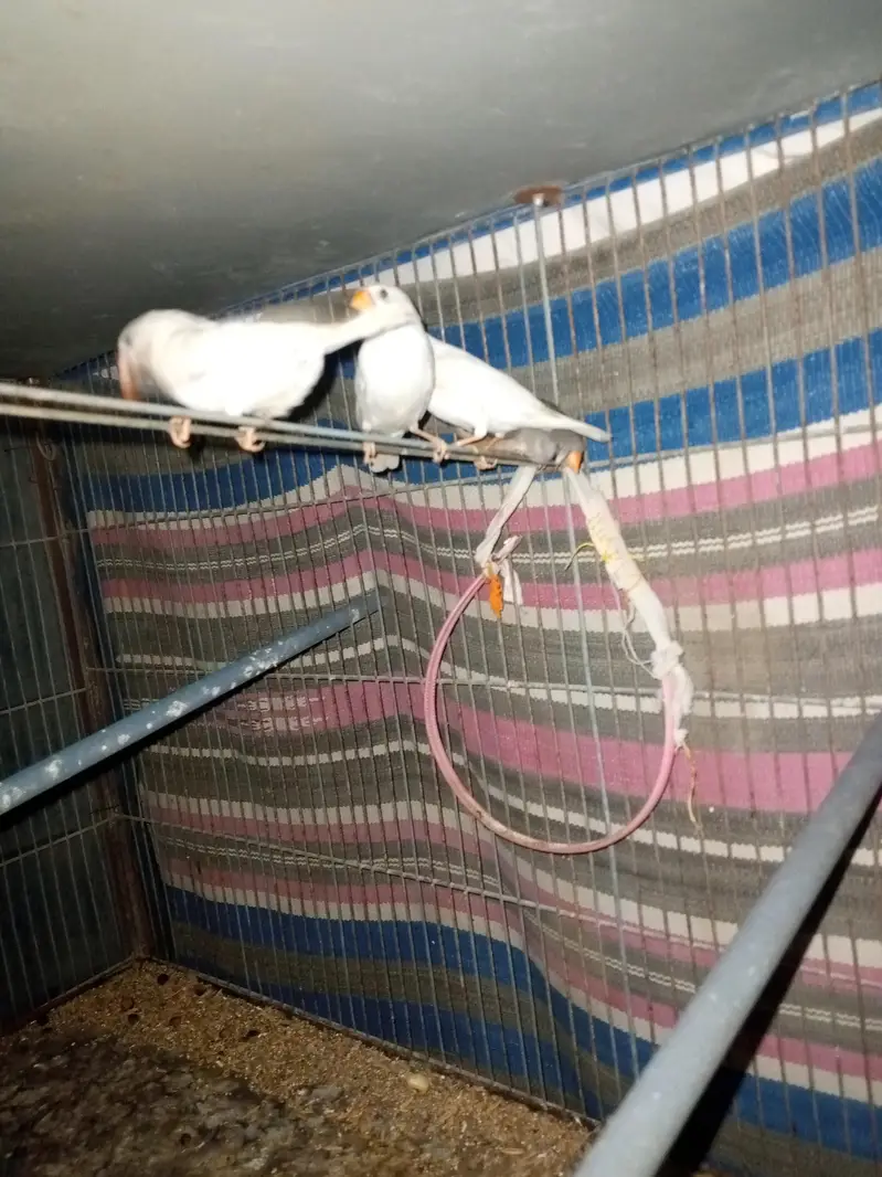 parrot  zebra Finch  And jawa Finch  — photo 9