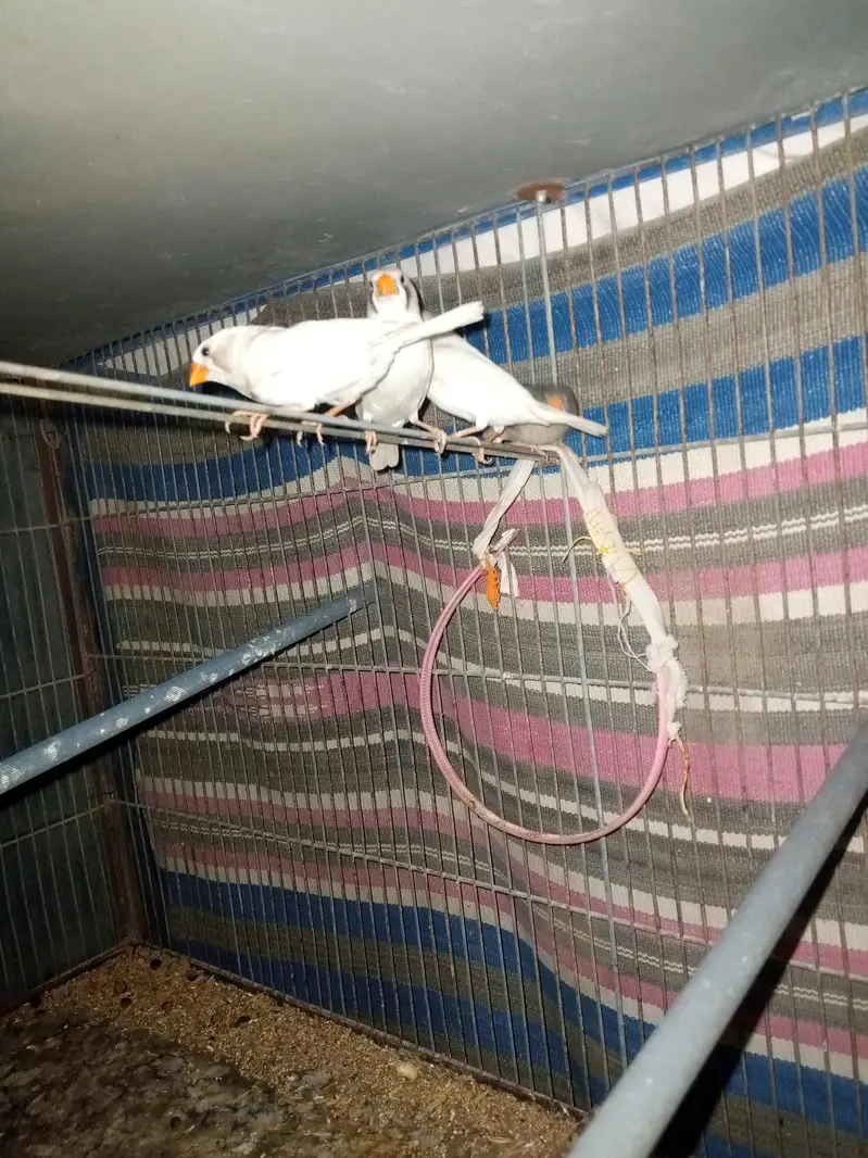 parrot  zebra Finch  And jawa Finch  — photo 10