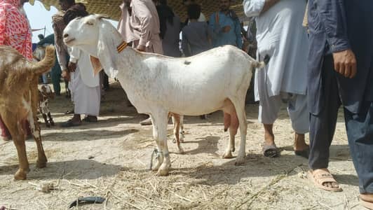 white makhi chini moti doodh wali bakri