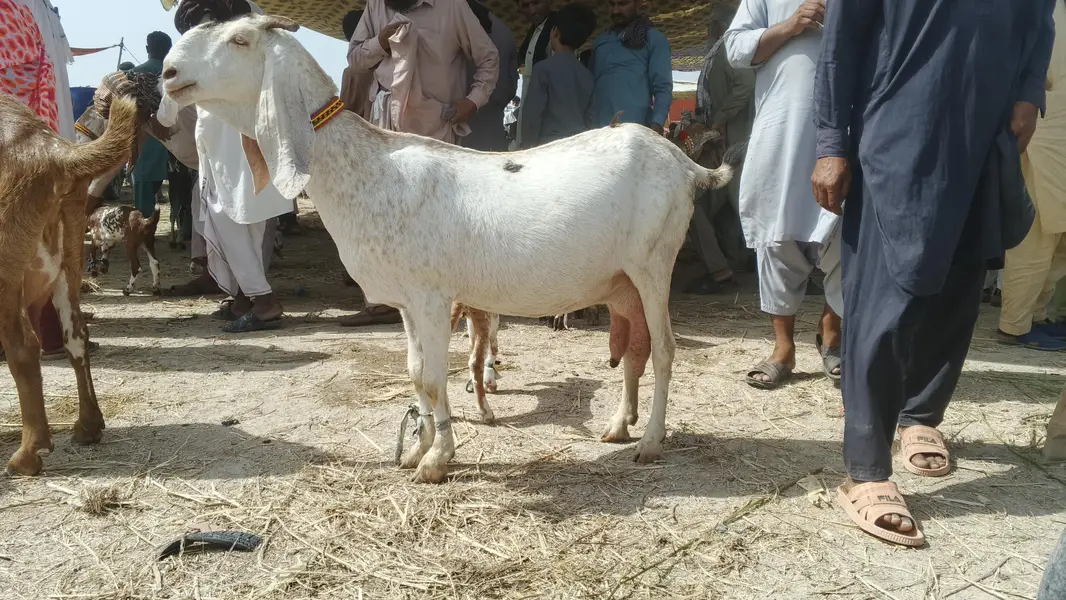 white makhi chini moti doodh wali bakri — photo 2