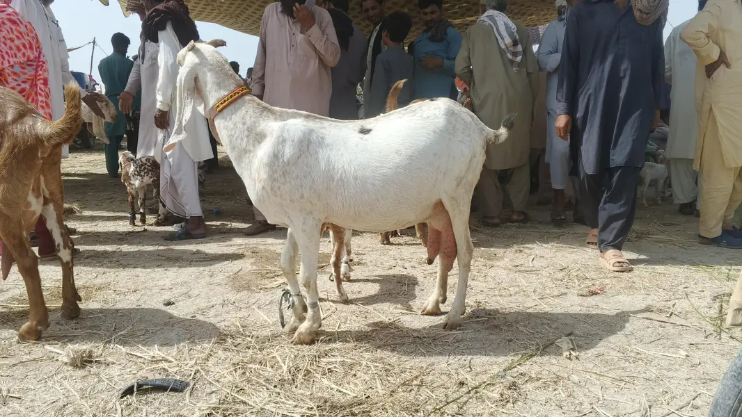 white makhi chini moti doodh wali bakri — photo 3