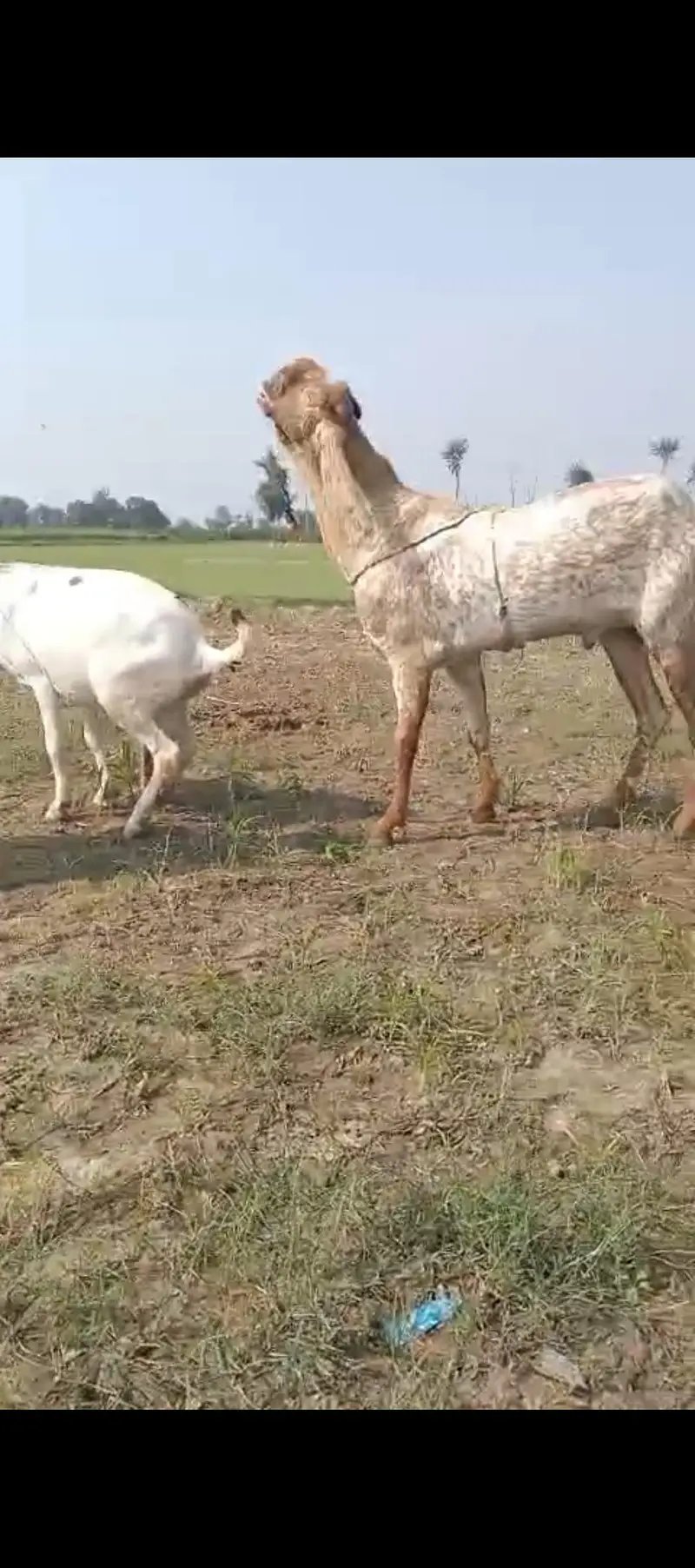 white makhi chini moti doodh wali bakri — photo 4
