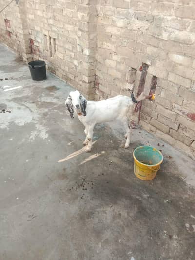 Mother Goat (1.5 Years Old) with 4-Month-10-Day-Old Baby for Sale