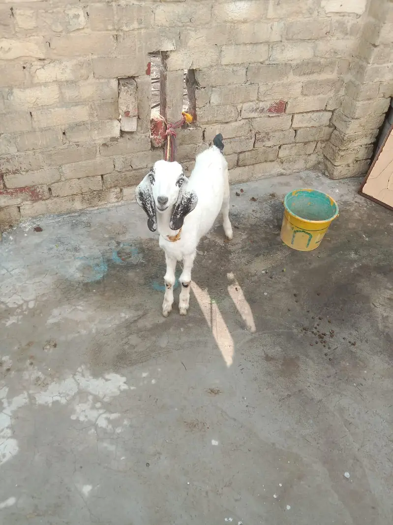 Mother Goat (1.5 Years Old) with 4-Month-10-Day-Old Baby for Sale — photo 2