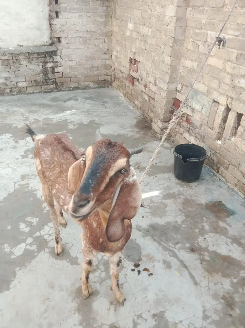 Mother Goat (1.5 Years Old) with 4-Month-10-Day-Old Baby for Sale — photo 3