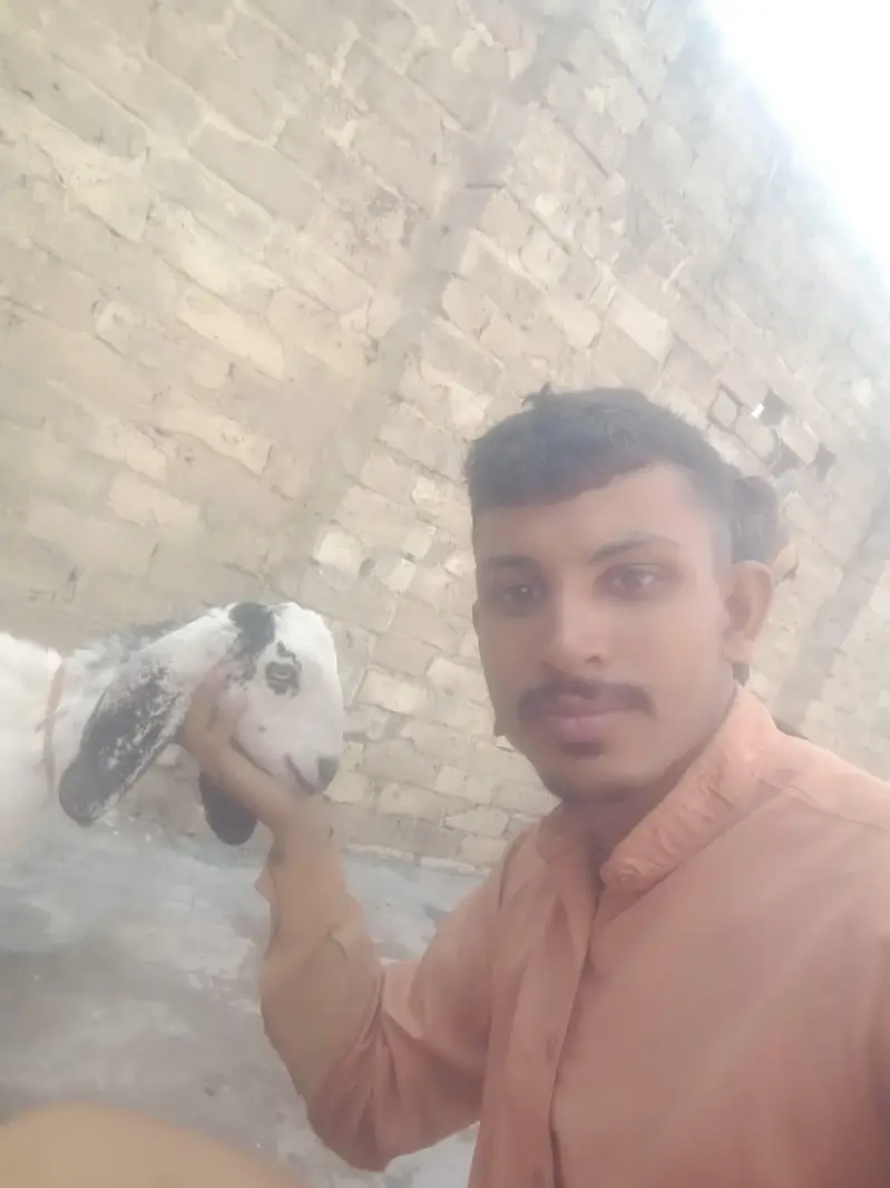 Mother Goat (1.5 Years Old) with 4-Month-10-Day-Old Baby for Sale — photo 4
