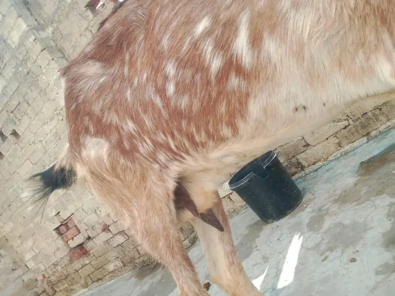 Mother Goat (1.5 Years Old) with 4-Month-10-Day-Old Baby for Sale — photo 5