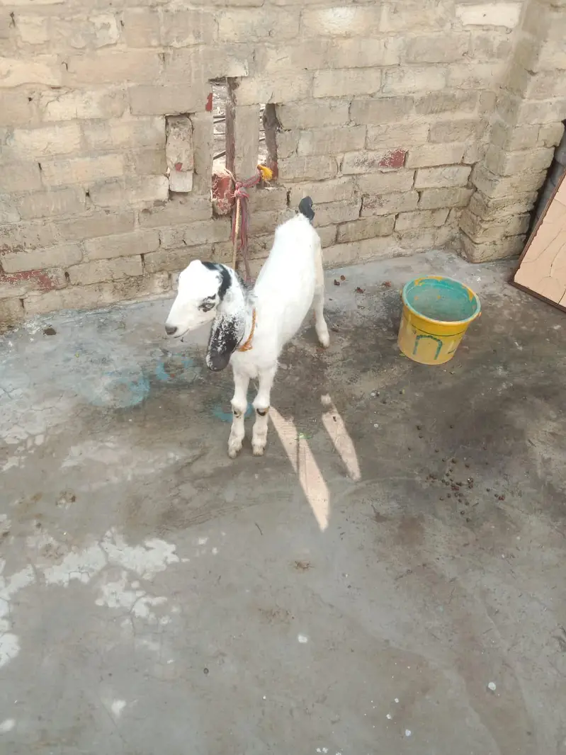 Mother Goat (1.5 Years Old) with 4-Month-10-Day-Old Baby for Sale — photo 6