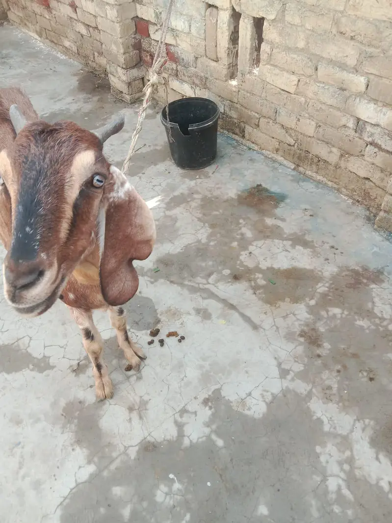 Mother Goat (1.5 Years Old) with 4-Month-10-Day-Old Baby for Sale — photo 7
