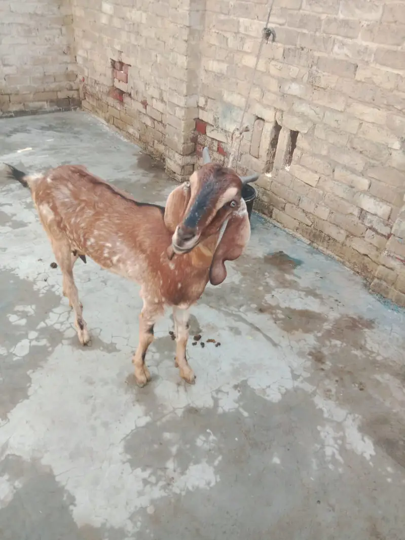 Mother Goat (1.5 Years Old) with 4-Month-10-Day-Old Baby for Sale — photo 8