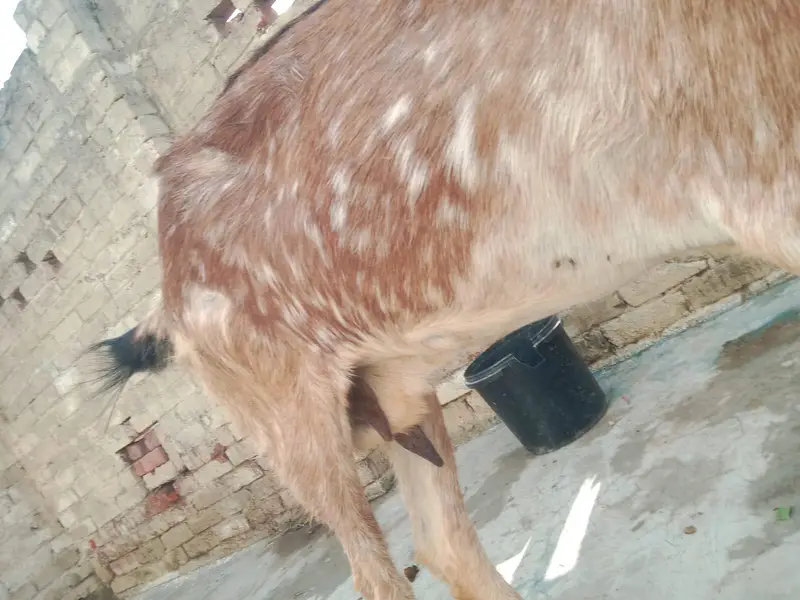 Mother Goat (1.5 Years Old) with 4-Month-10-Day-Old Baby for Sale — photo 9