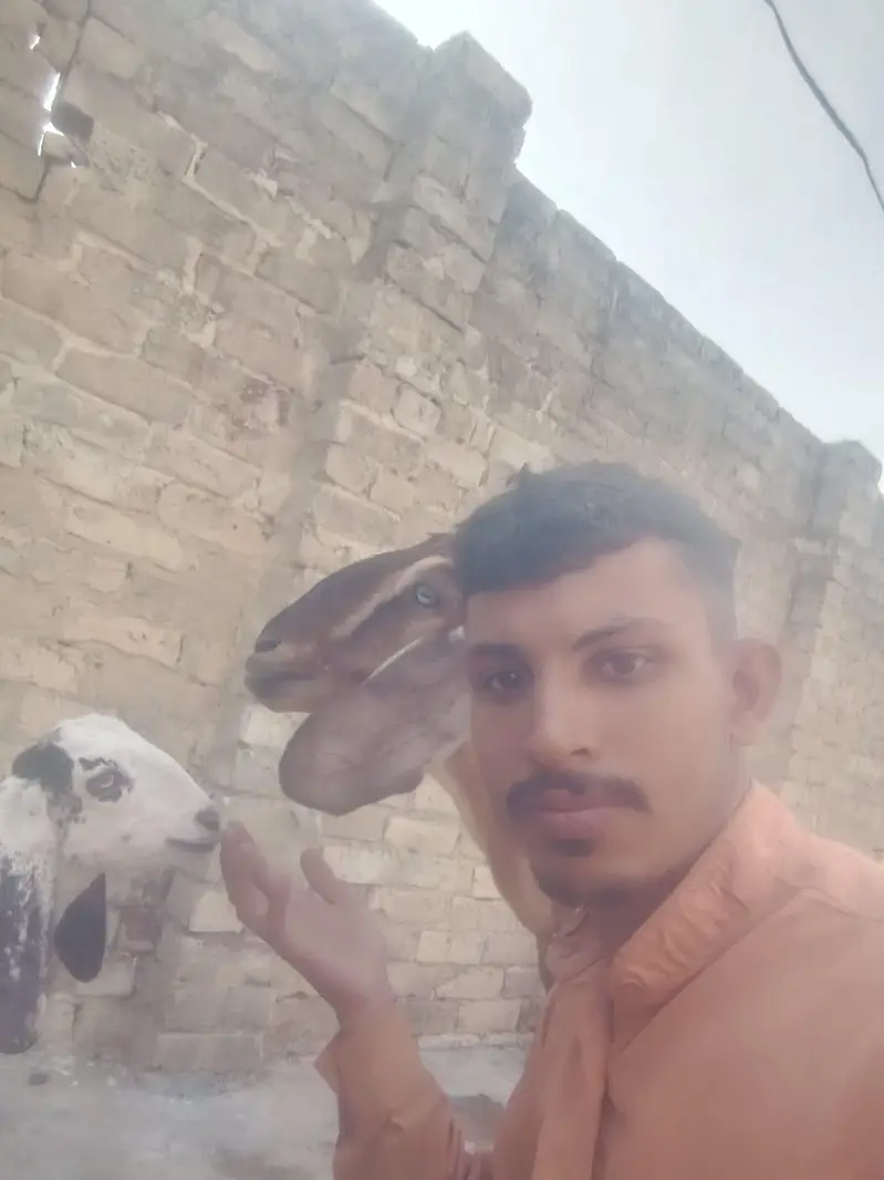 Mother Goat (1.5 Years Old) with 4-Month-10-Day-Old Baby for Sale — photo 10