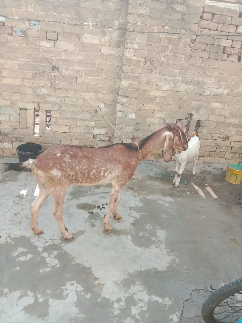 Mother Goat (1.5 Years Old) with 4-Month-10-Day-Old Baby for Sale — photo 11