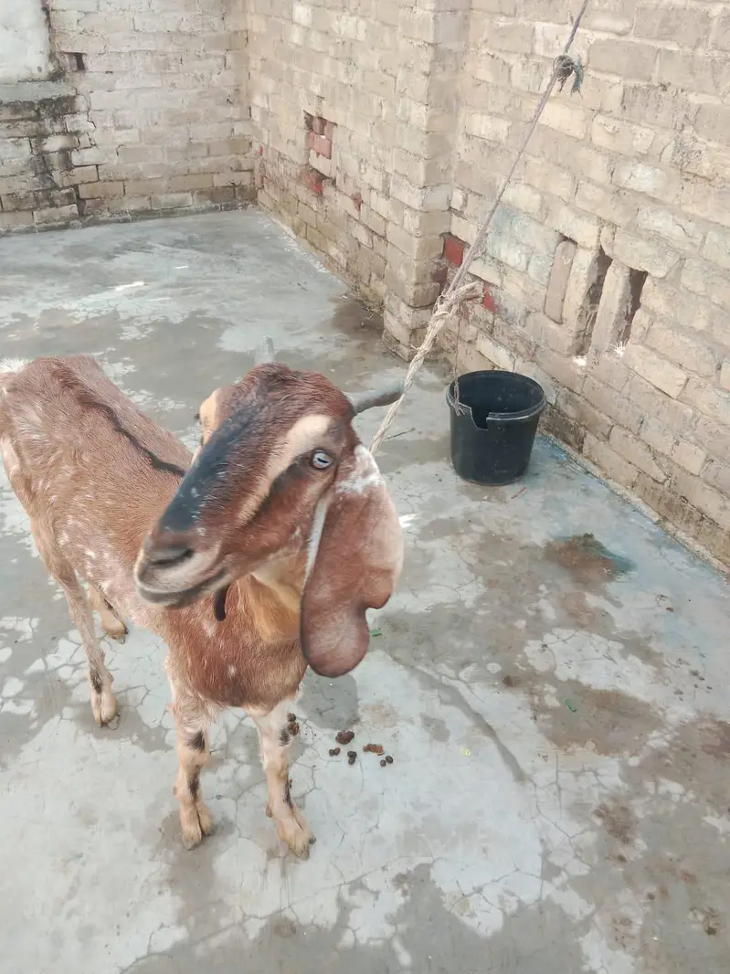 Mother Goat (1.5 Years Old) with 4-Month-10-Day-Old Baby for Sale — photo 12