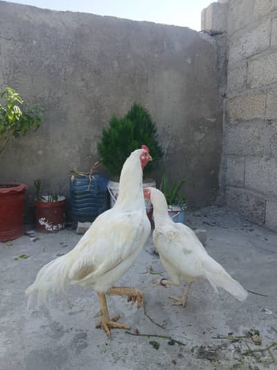 Aseel Heera Pair with 1 Chik