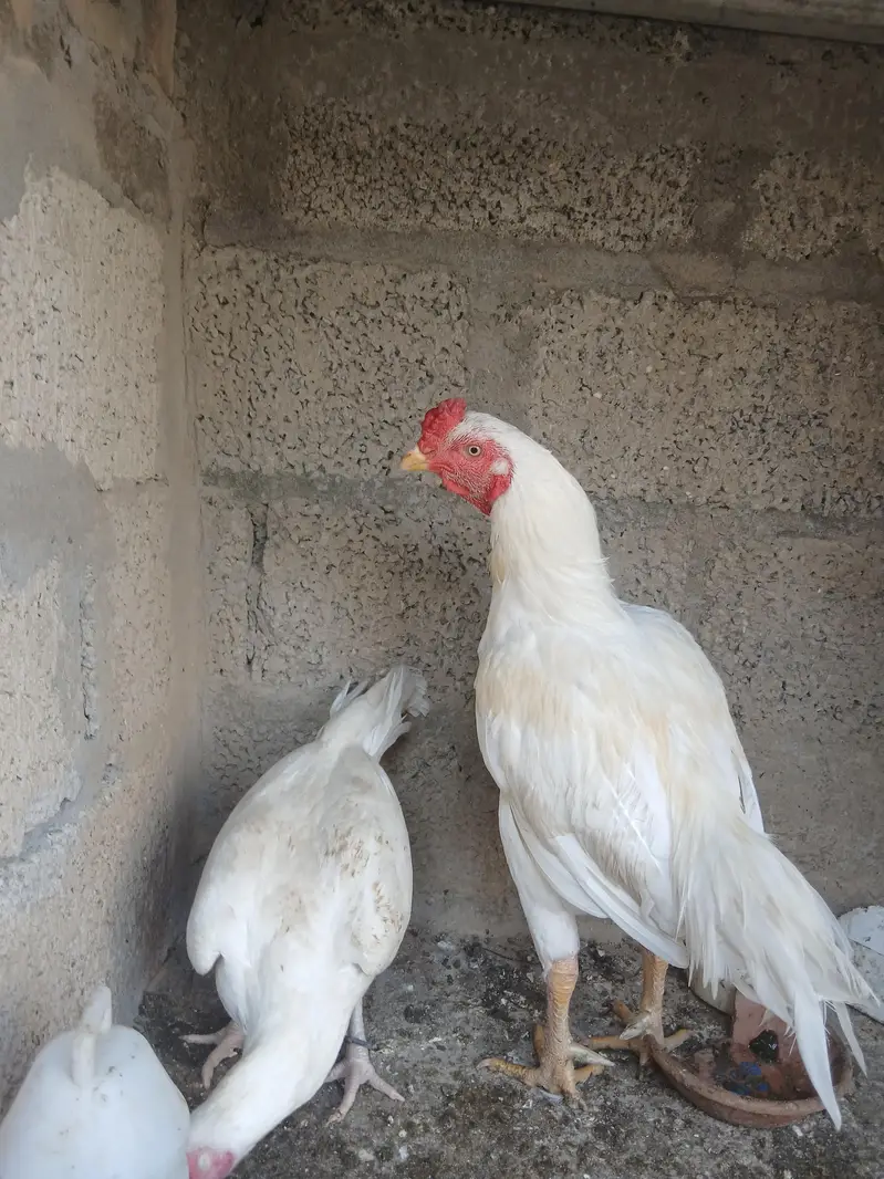 Aseel Heera Pair with 1 Chik — photo 2