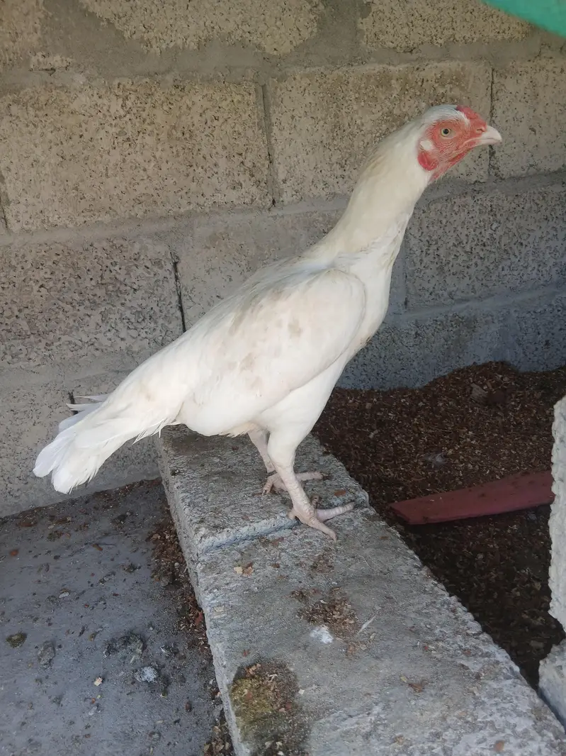 Aseel Heera Pair with 1 Chik — photo 3