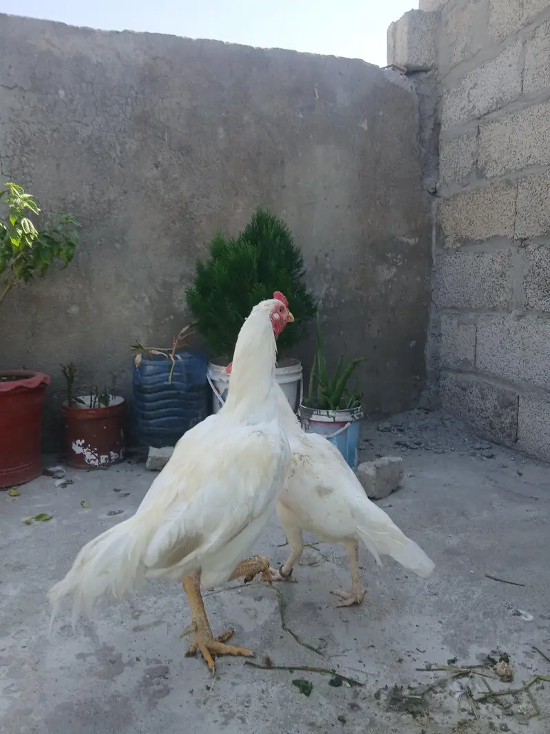 Aseel Heera Pair with 1 Chik — photo 4