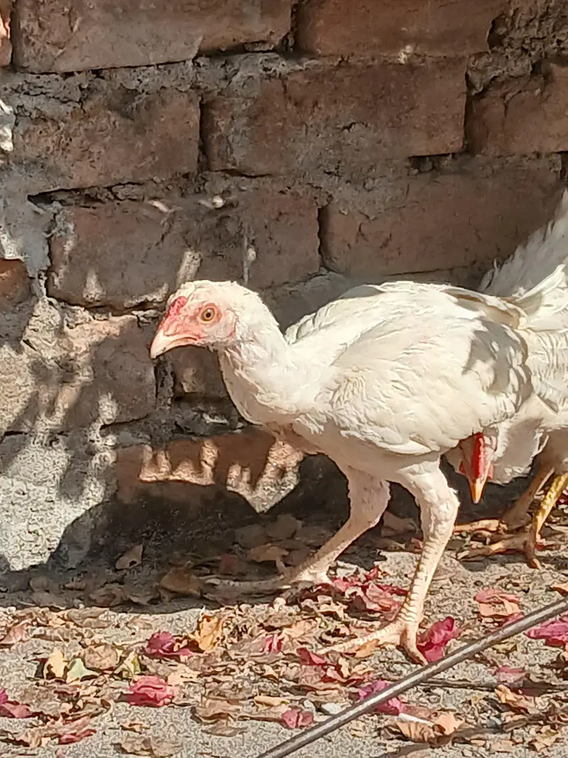 Aseel Heera Pair with 1 Chik — photo 5