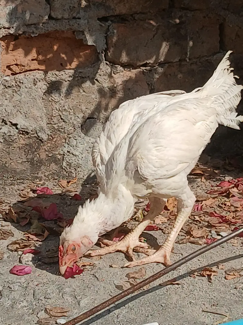 Aseel Heera Pair with 1 Chik — photo 6