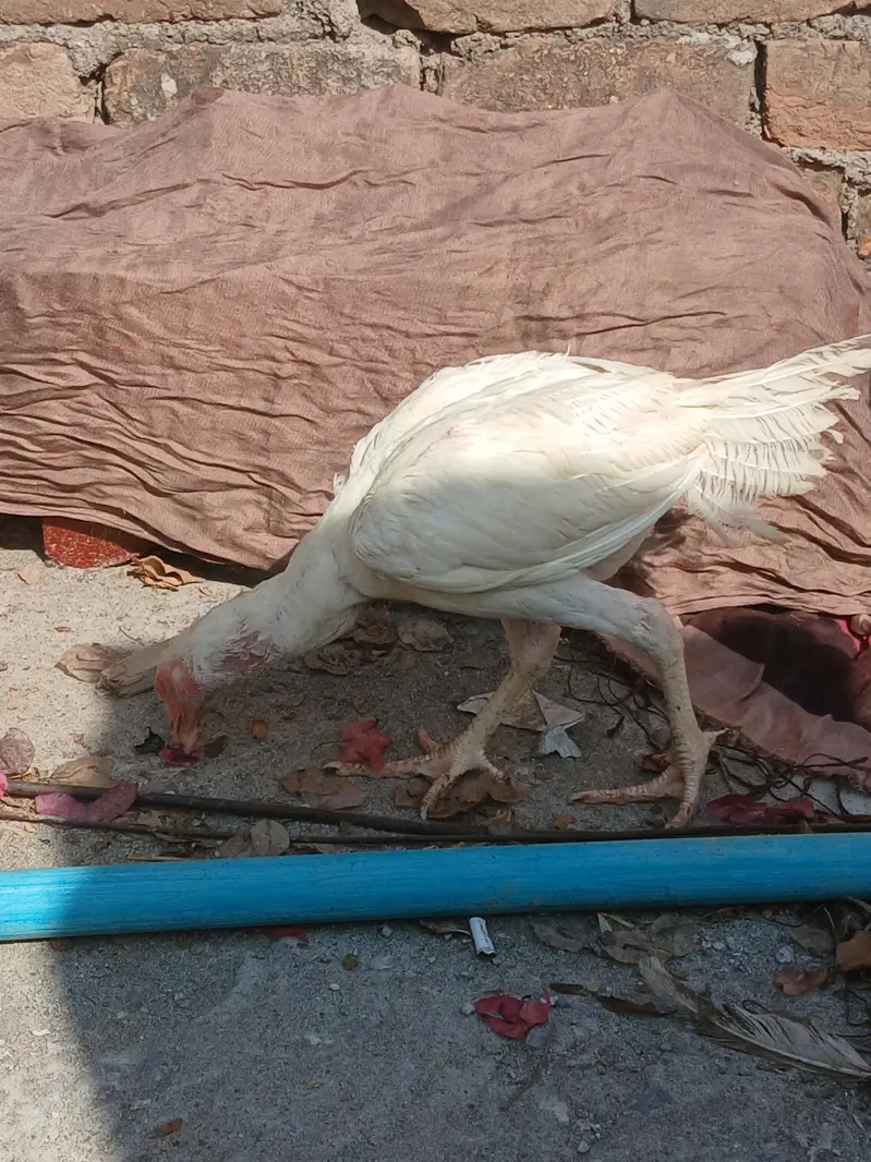 Aseel Heera Pair with 1 Chik — photo 7