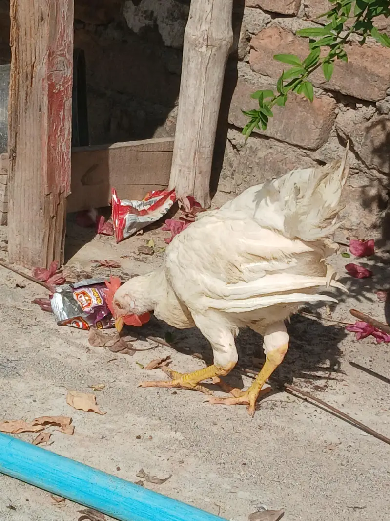 Aseel Heera Pair with 1 Chik — photo 8