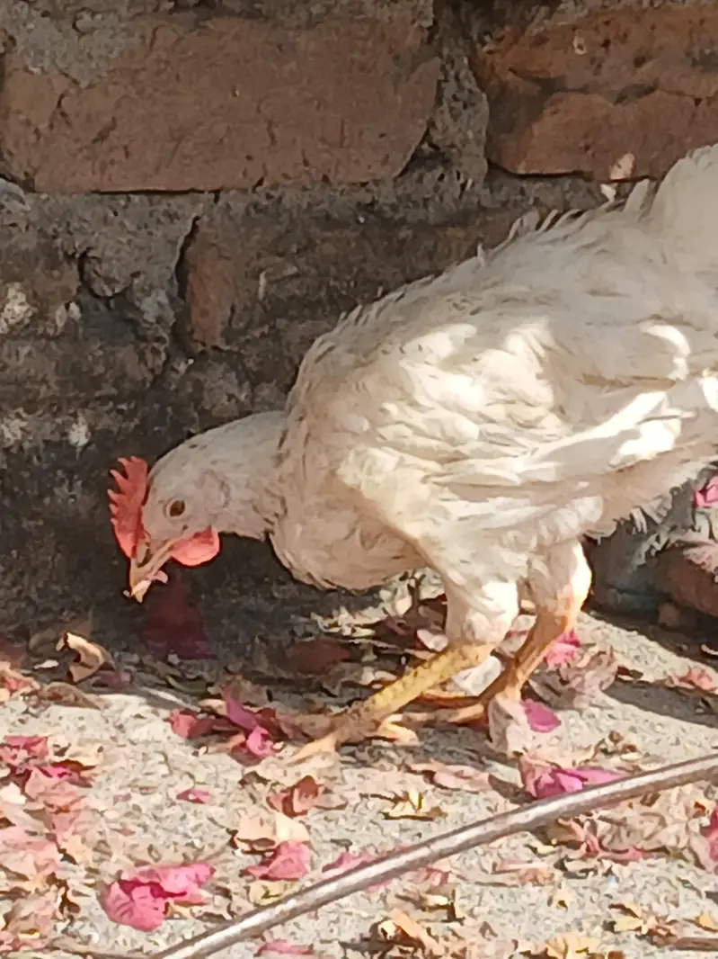 Aseel Heera Pair with 1 Chik — photo 9
