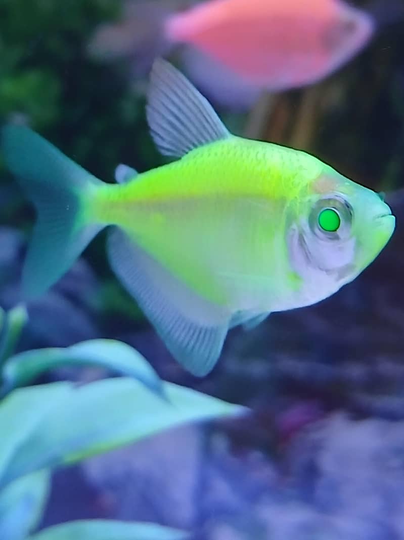 fish aquarium 0