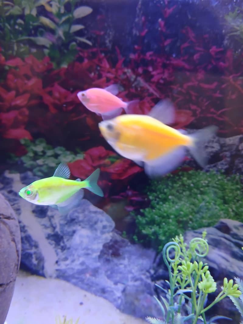 fish aquarium 1