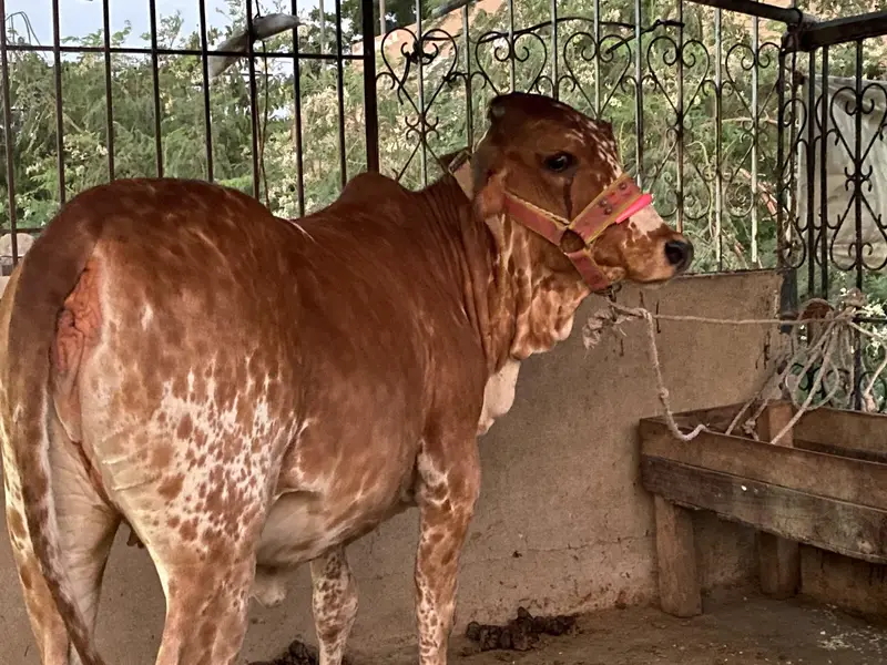 TOP NOTCH CHOLISTANI GHEENI BACHRI — photo 2