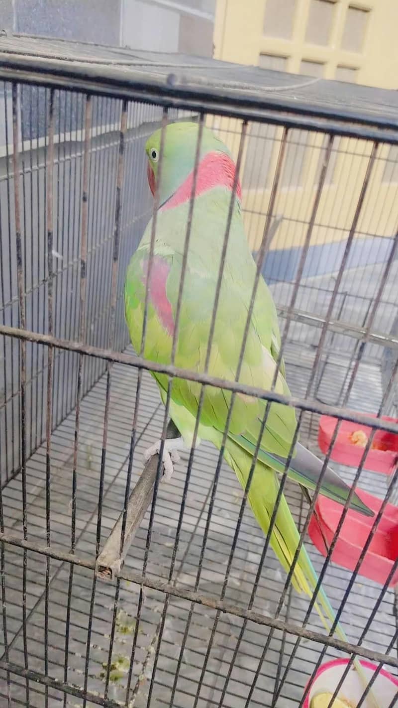 بولنے والا طوطا /talking raw parrot معہ قیمتی پنجرا 0