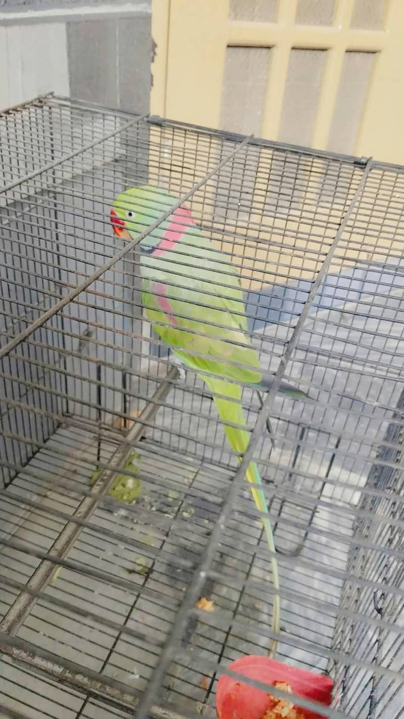 بولنے والا طوطا /talking raw parrot معہ قیمتی پنجرا 1
